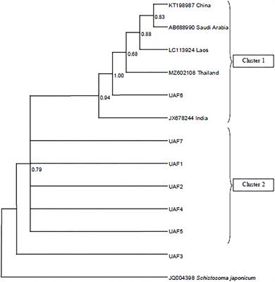 Prevalence, risk factors and first record of mitochondrial cox1 gene-based molecular characterization of Paramphistomum epiclitum from Pakistan